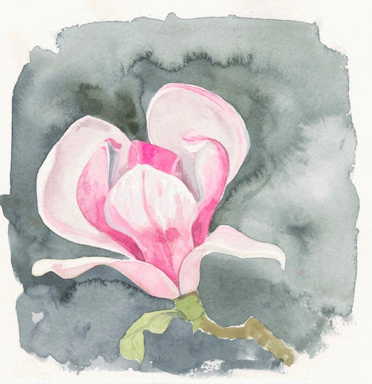 Japanese Magnolia “tulip tree” flower study