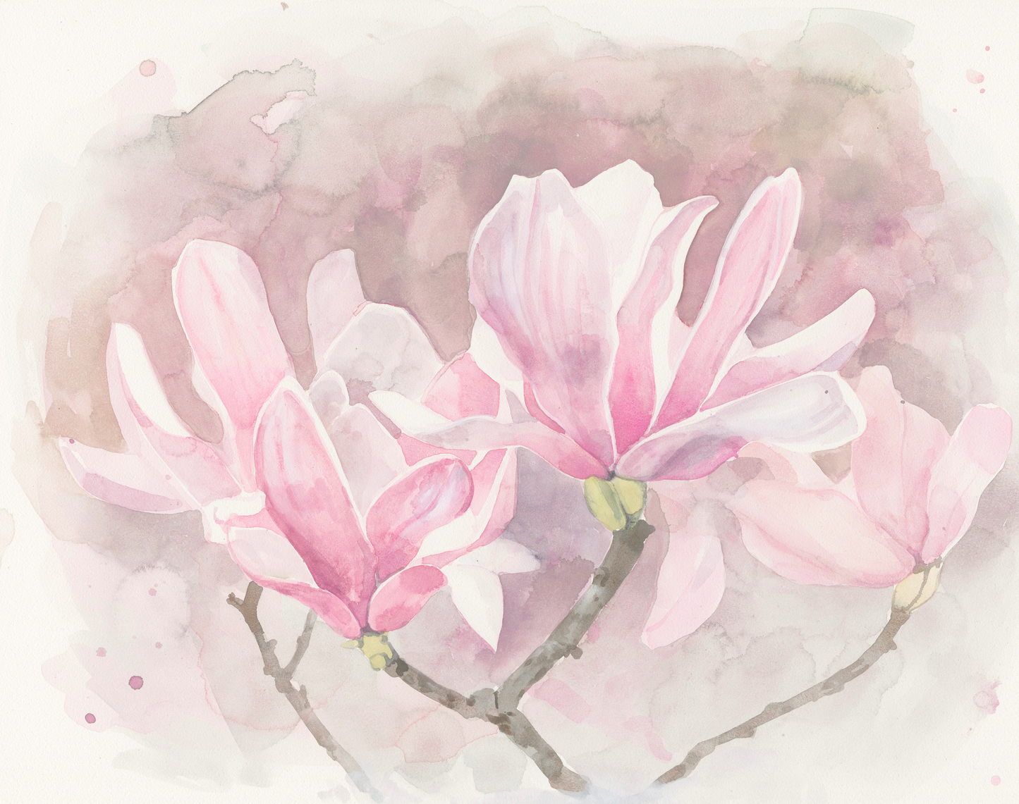 Japanese Magnolia