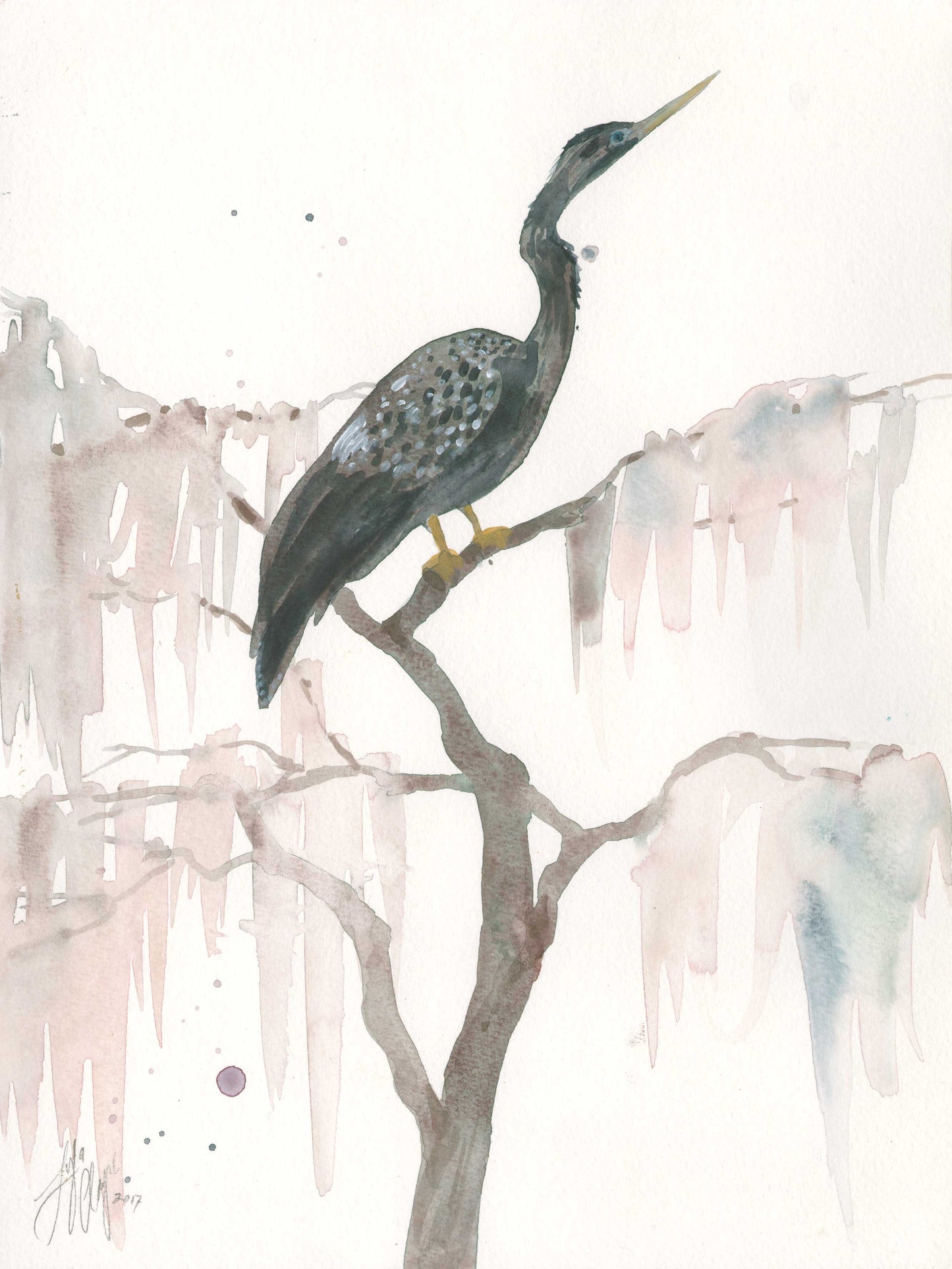 Anhinga Study