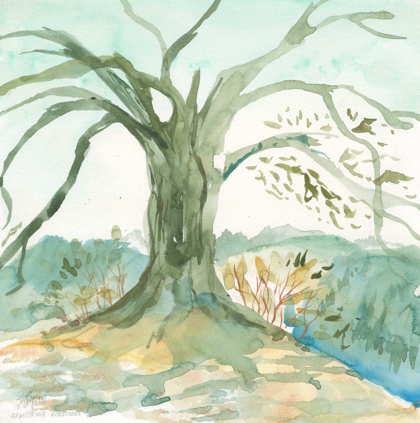 Armstrong Redwoods Vista II