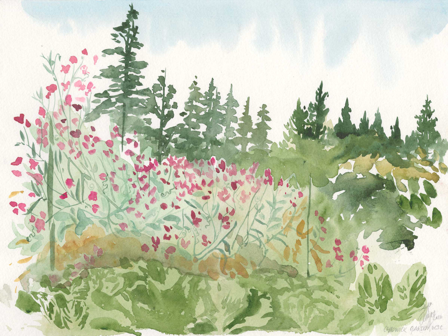 Sweetpeas in Santa Cruz