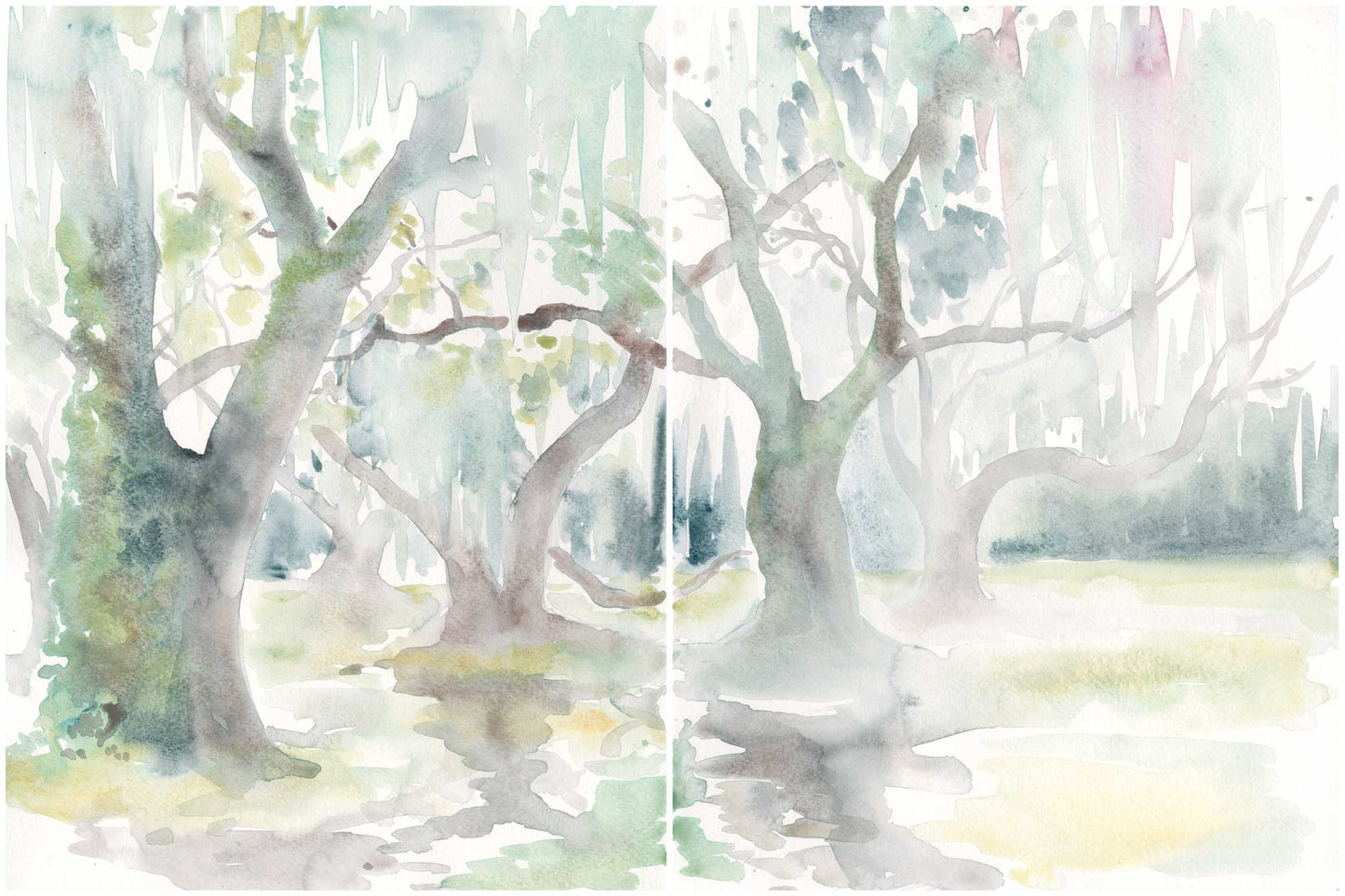 Live Oak Diptych