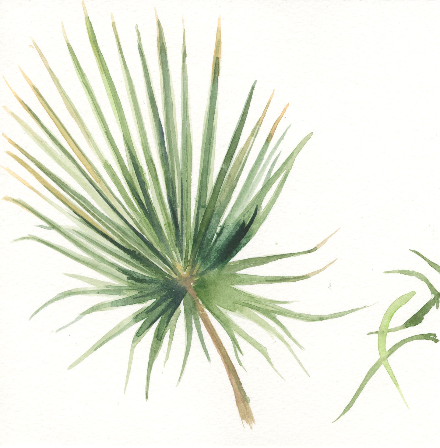 Palmetto Leaf