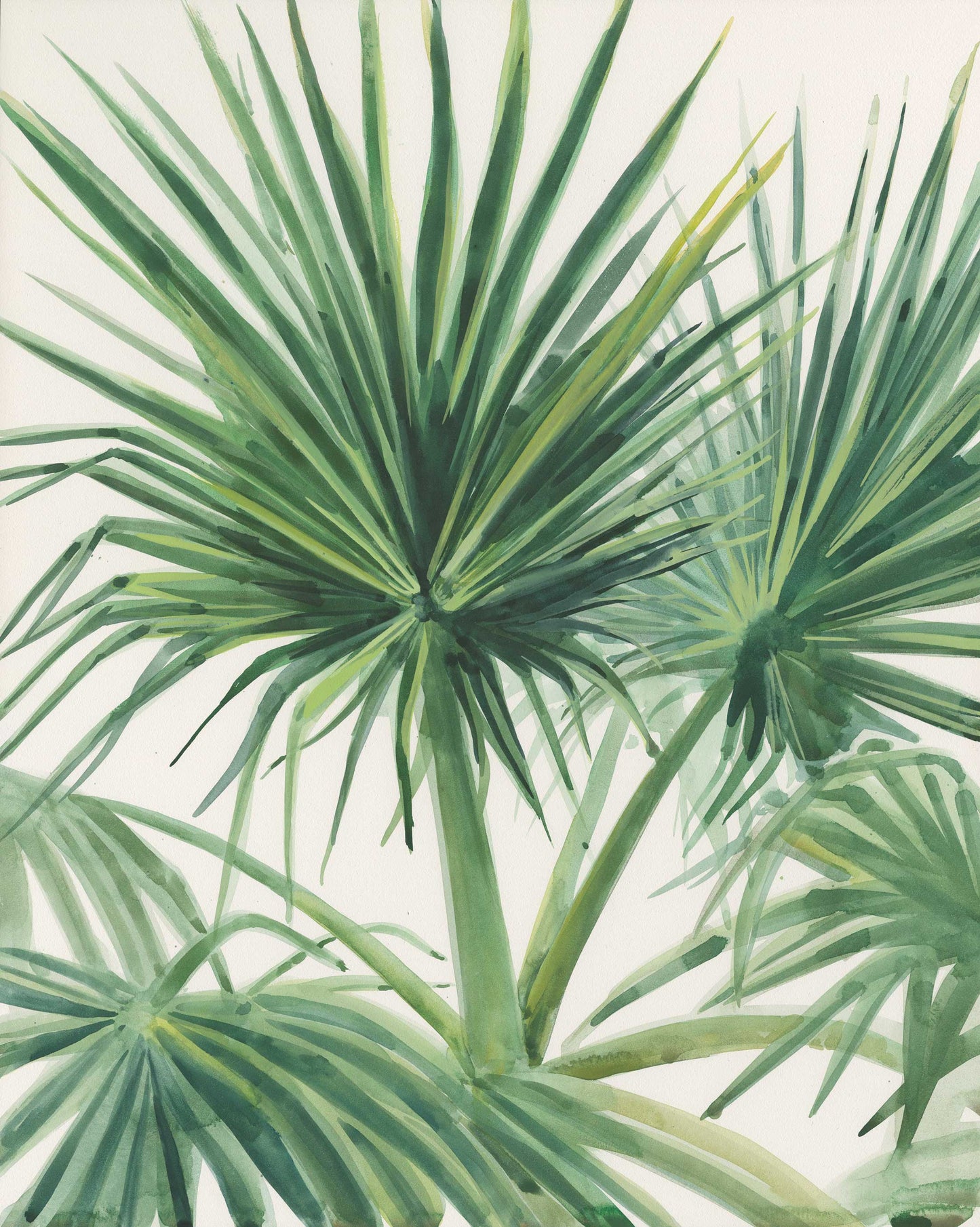 Palmettos