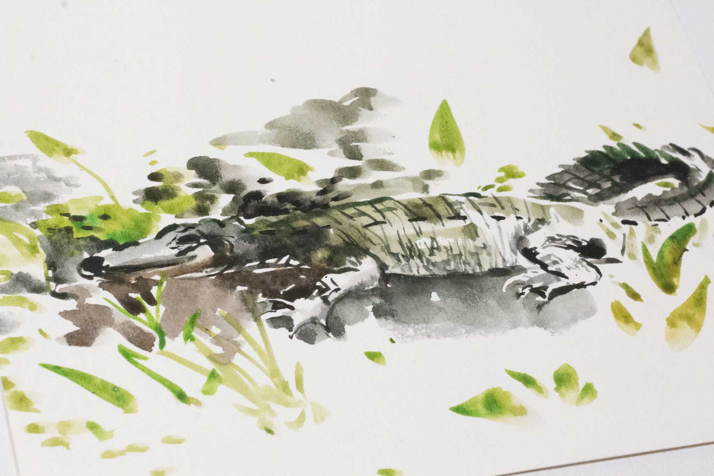 Baby Alligator
