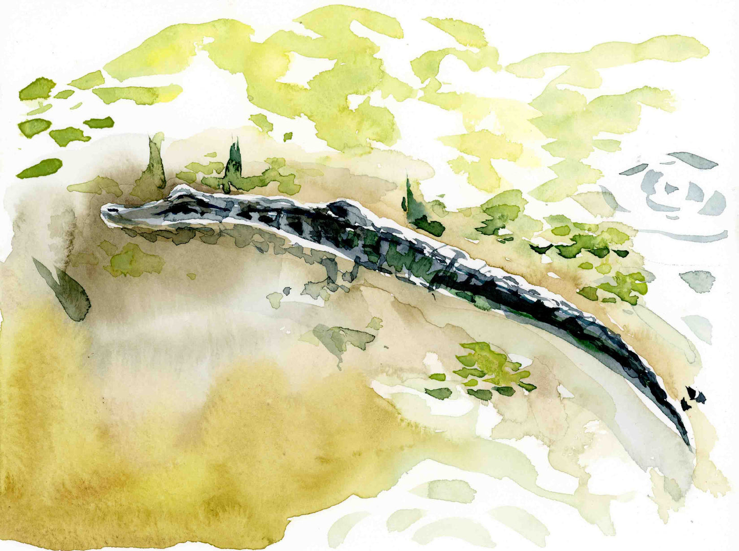 Alligator watercolor print