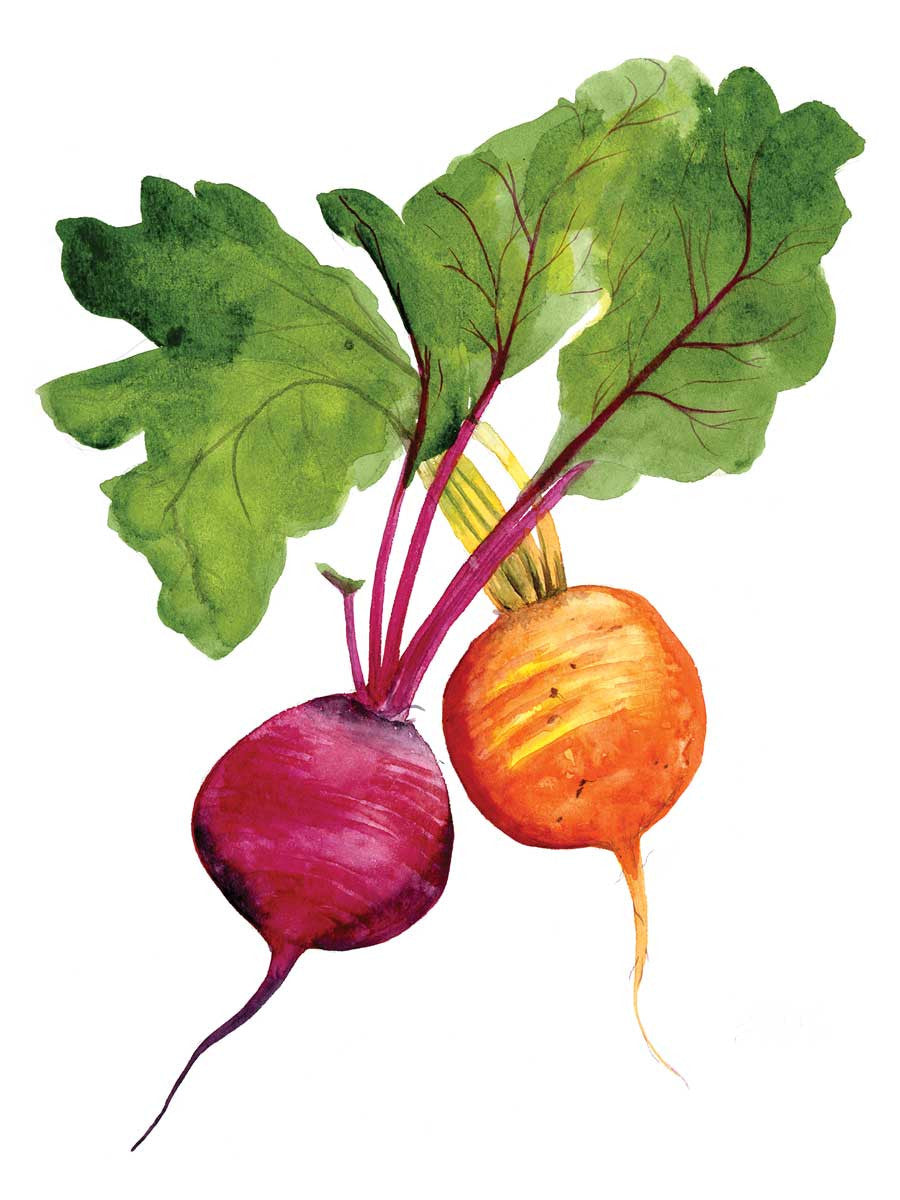 Beets watercolor print