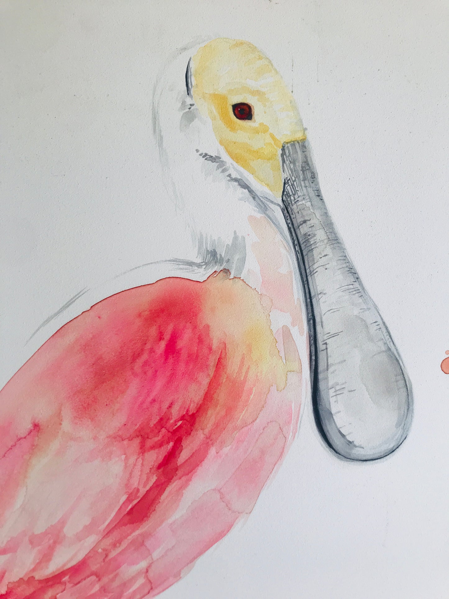 Roseate Spoonbill