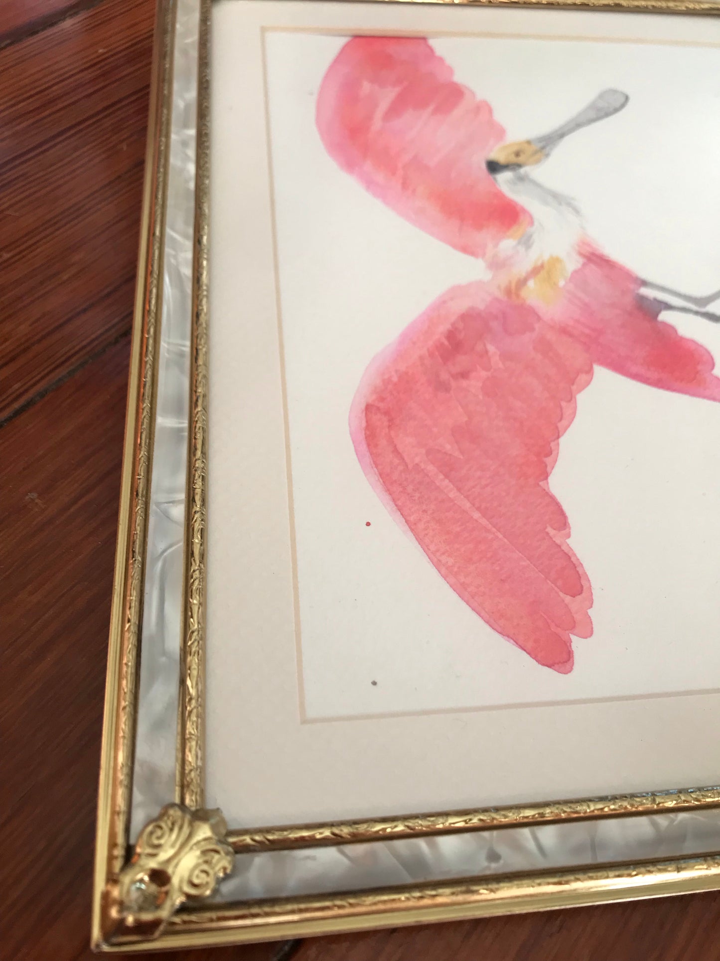 Roseate Spoonbill study