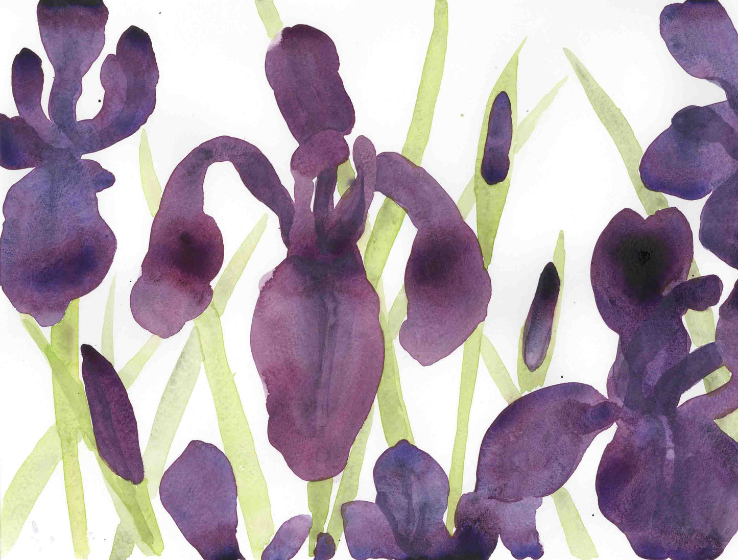 Louisiana Irises