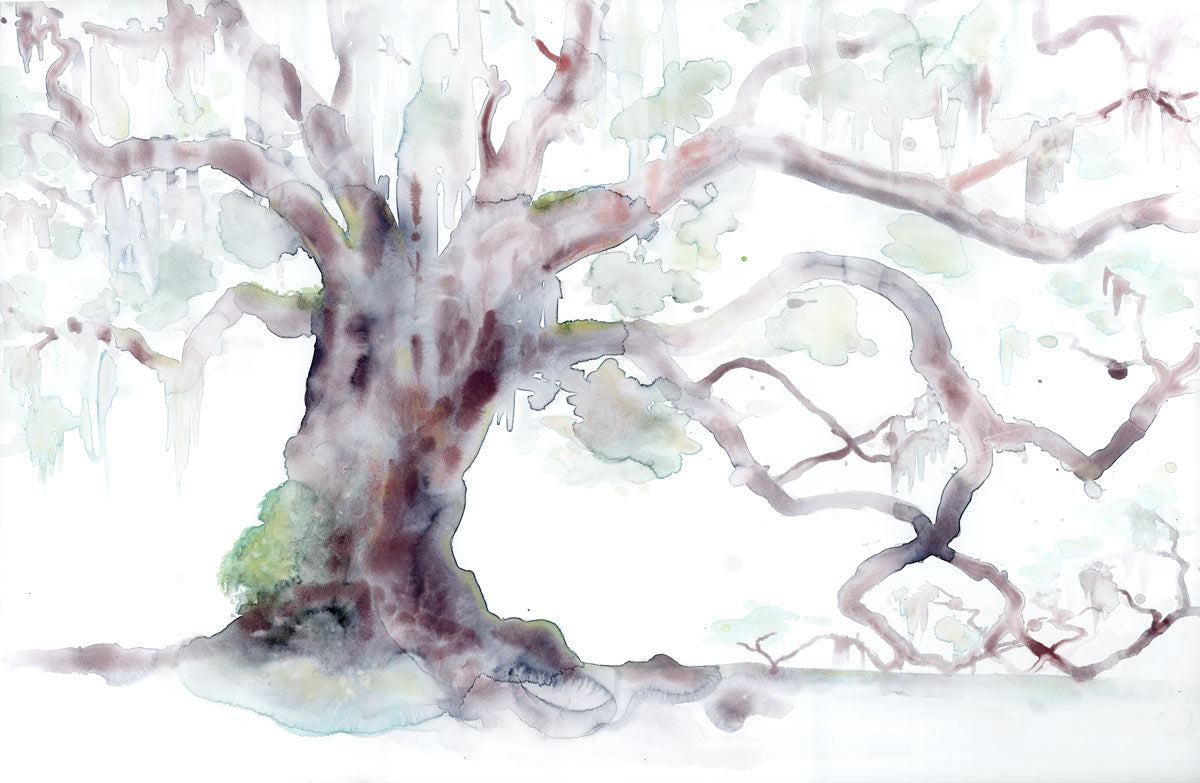 Live Oak