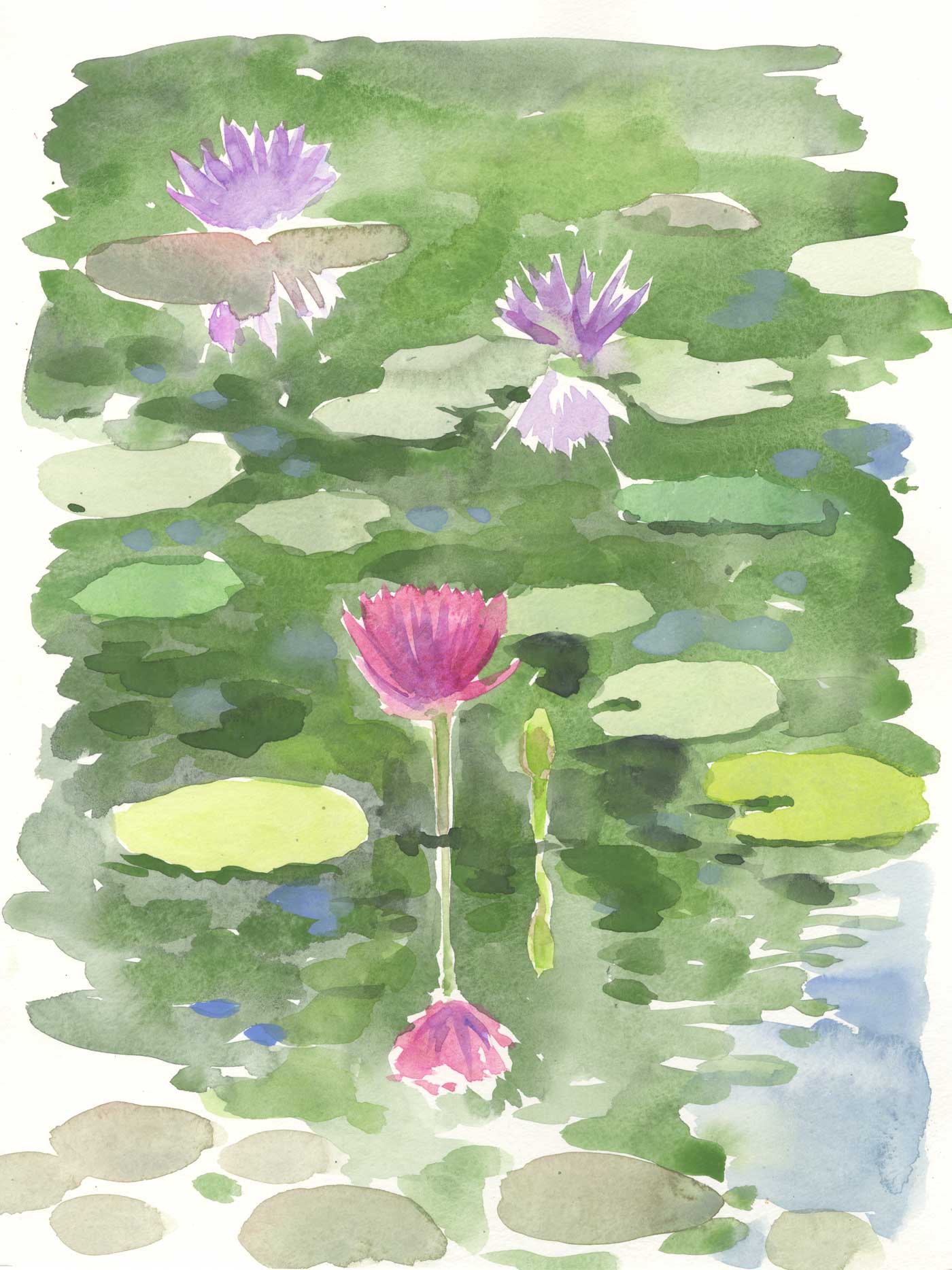 Lotus Pond