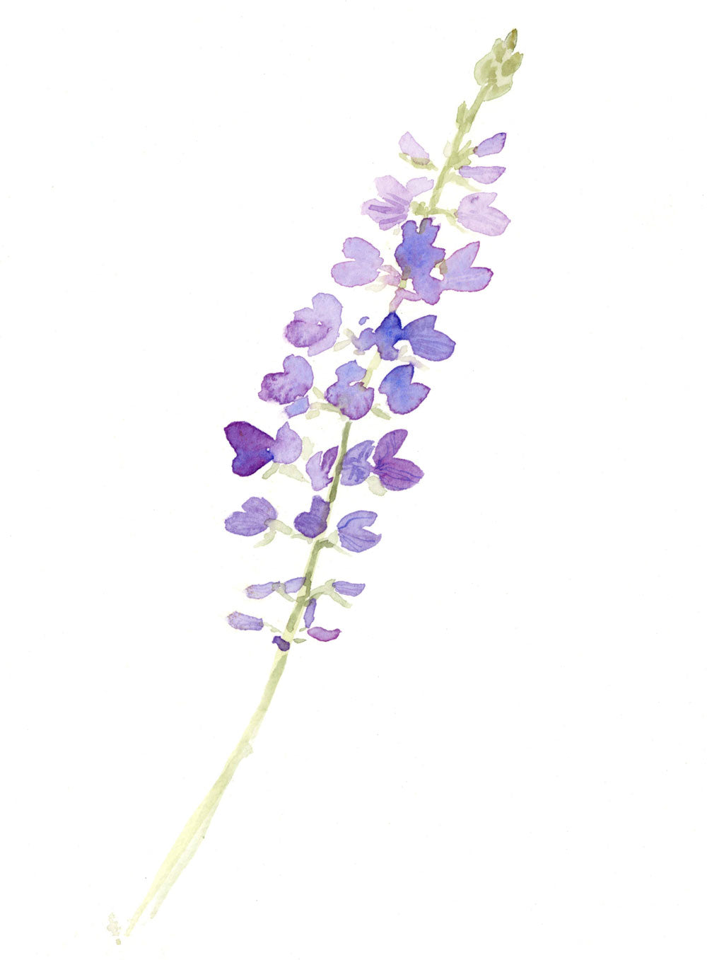 Wild Lupine