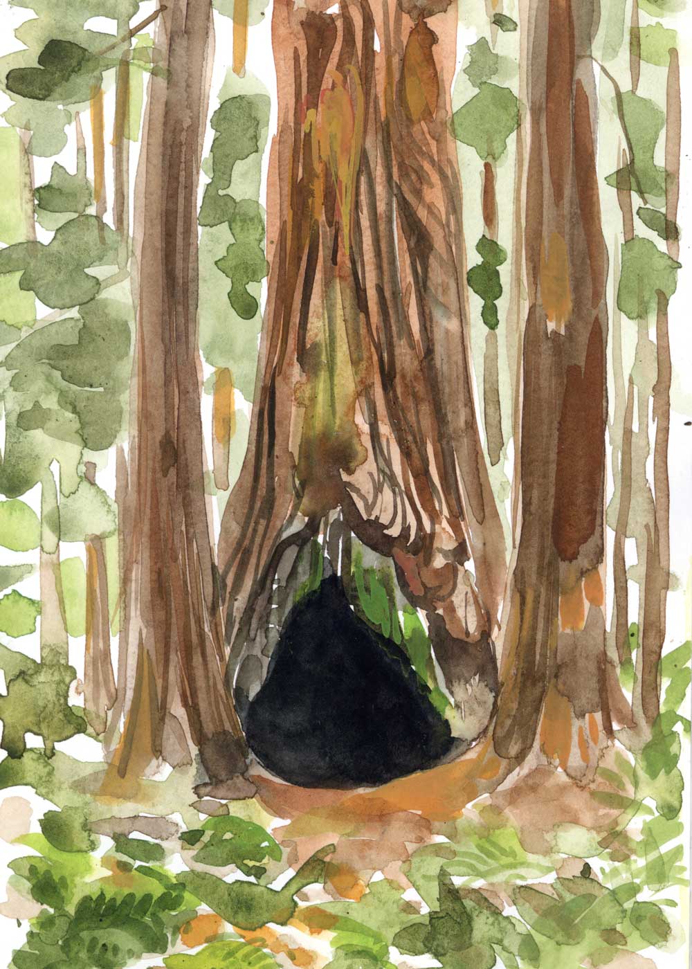 Grove of the Old Trees