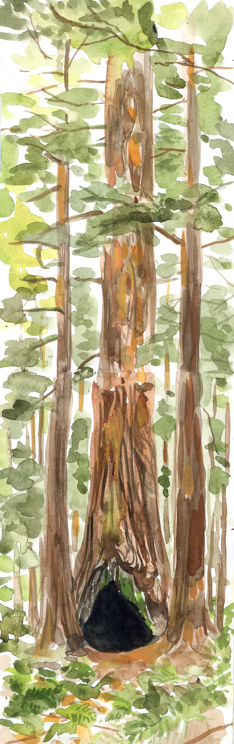 Grove of the Old Trees