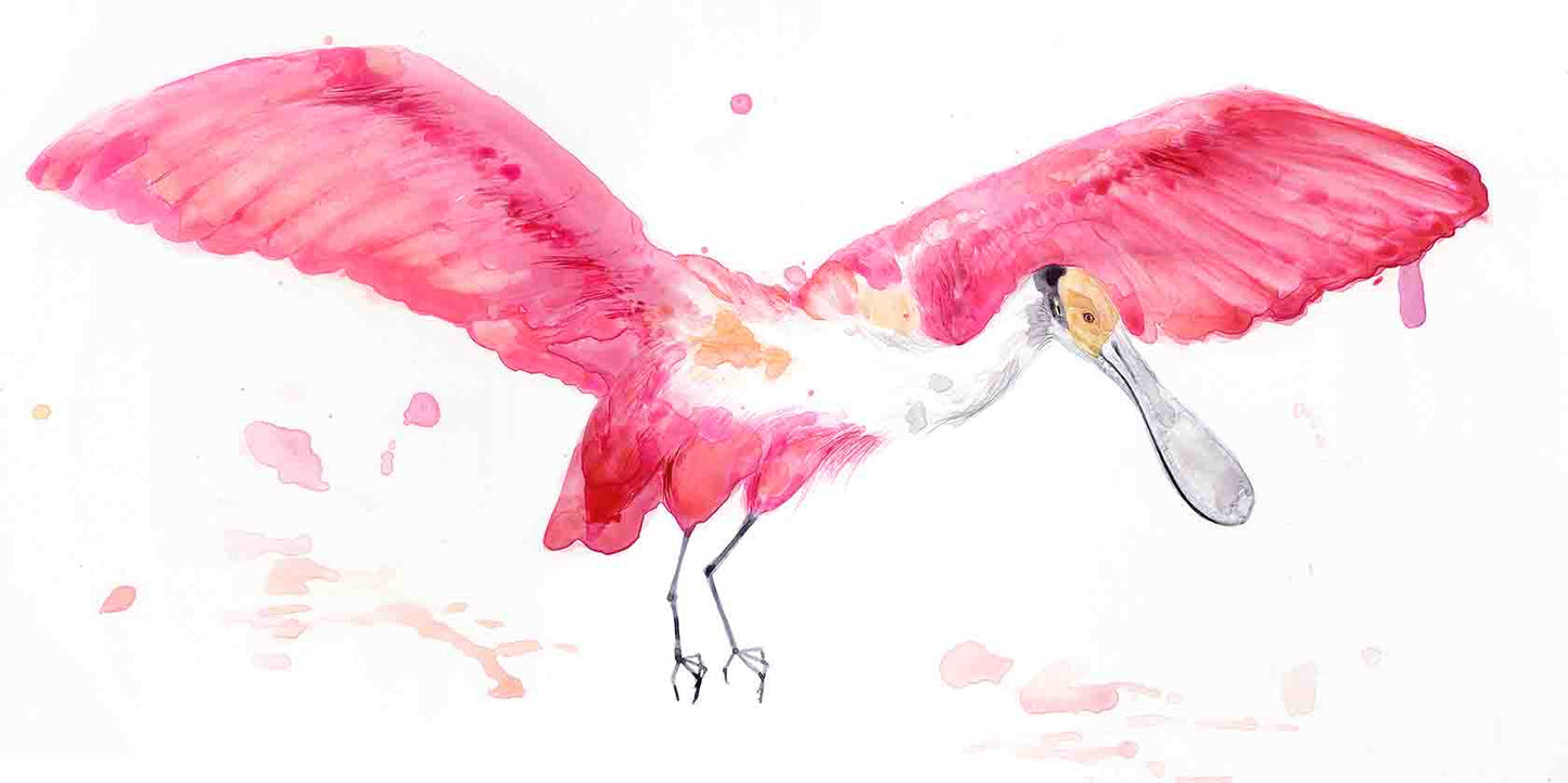 Roseate Spoonbill