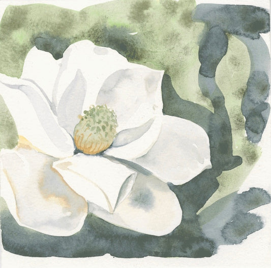 Southern Magnolia “tulip tree” flower study
