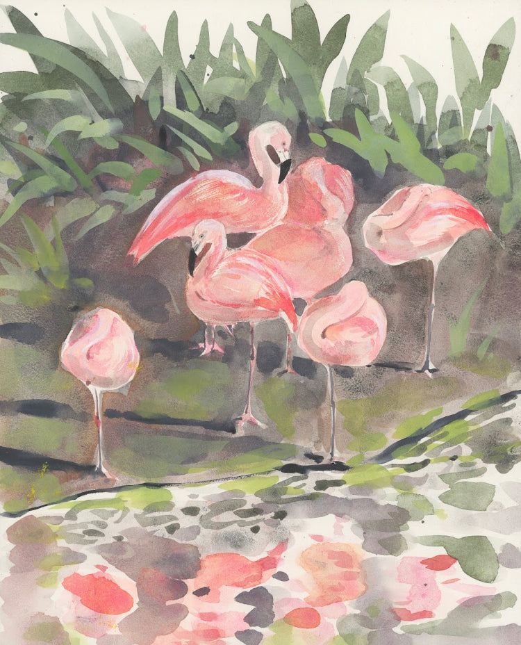 Flamingoes Resting