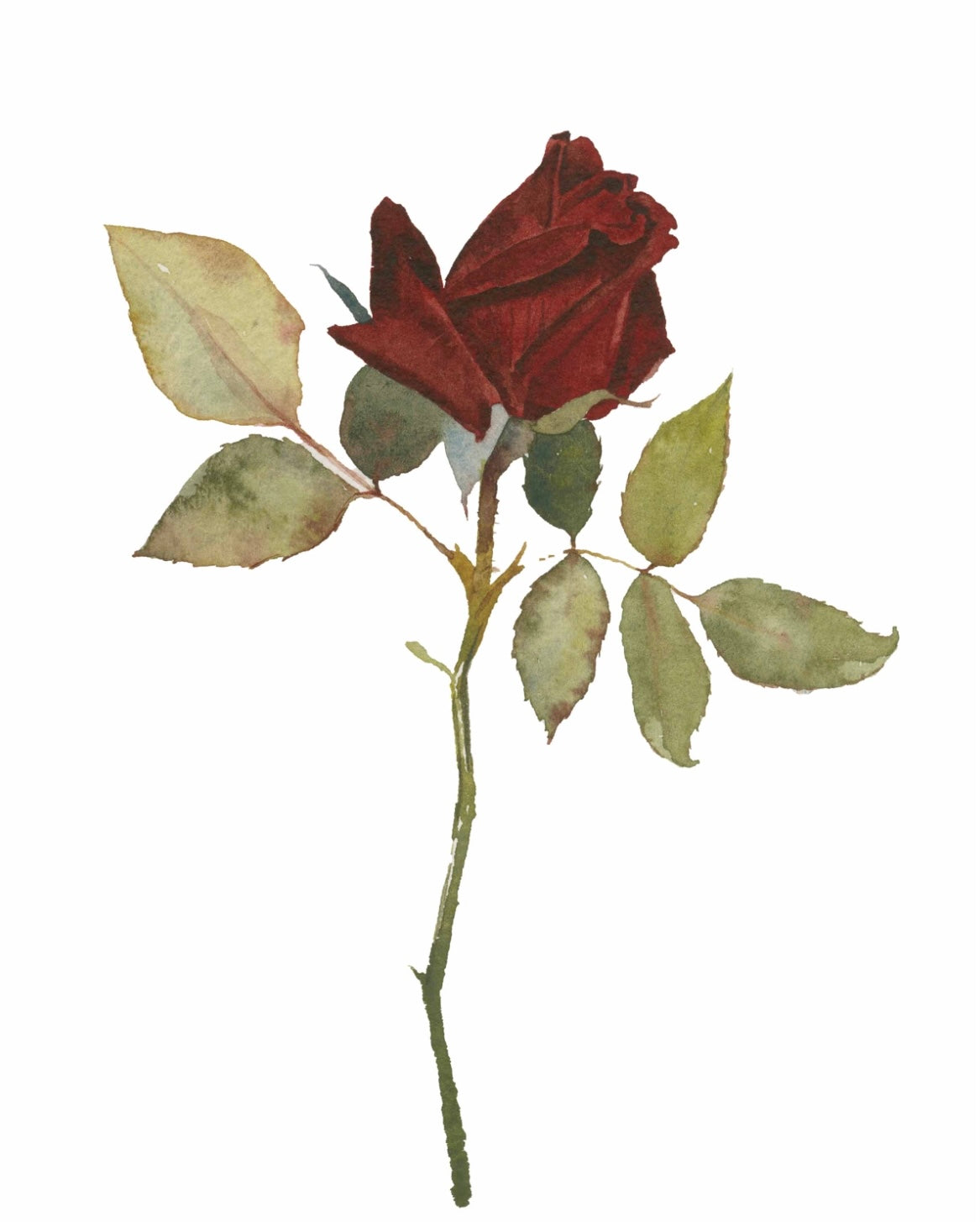 Red Rose