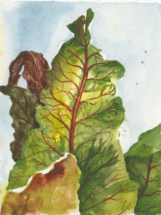 Red Chard