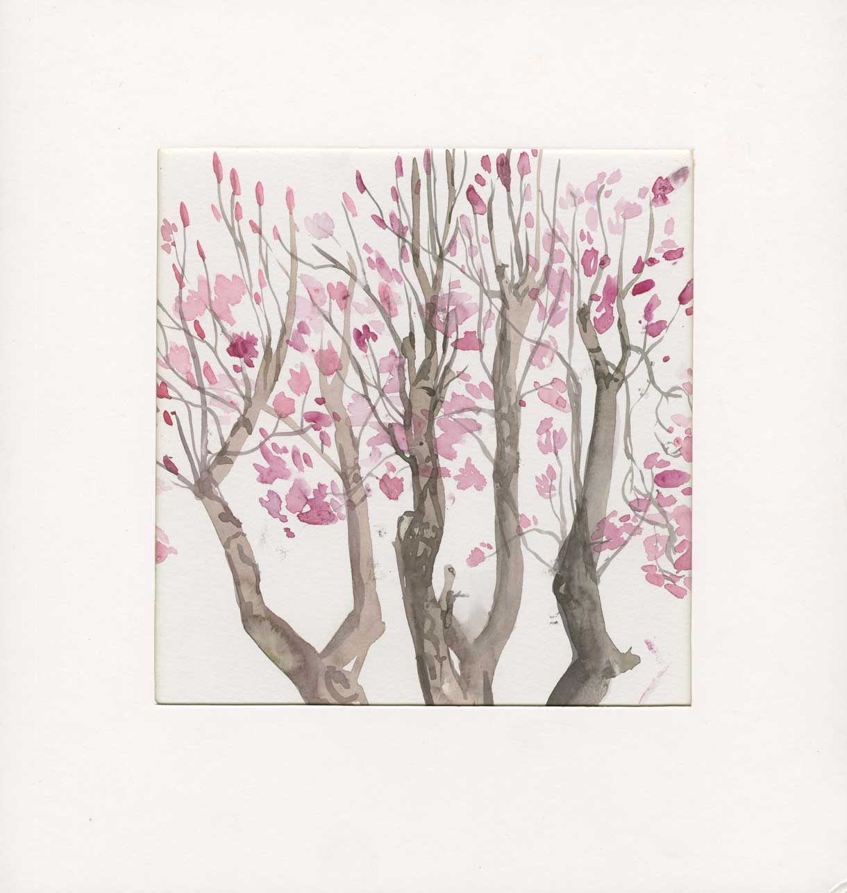 Japanese Magnolia Tree