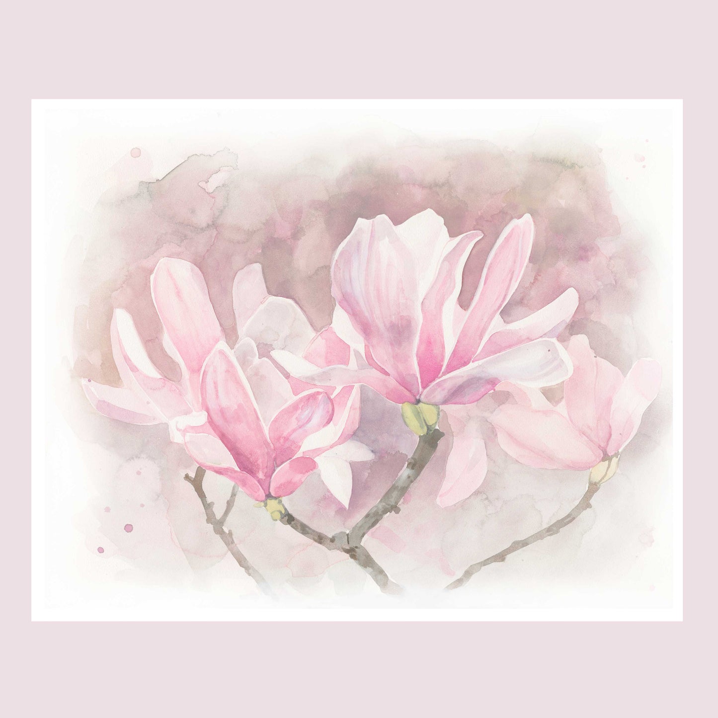 Japanese Magnolia