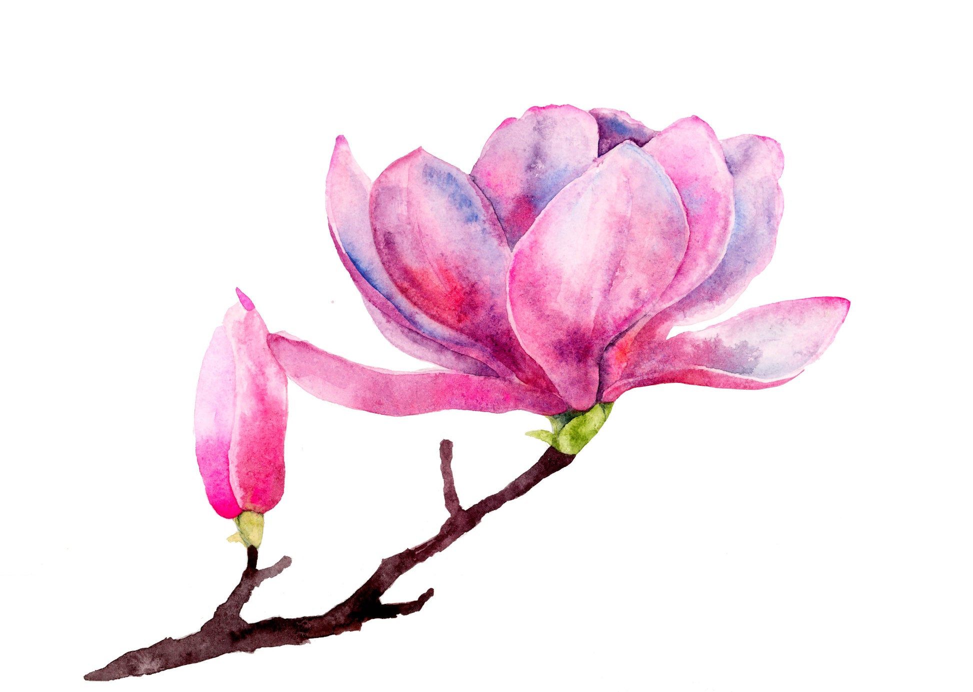 Japanese Magnolia watercolor painting