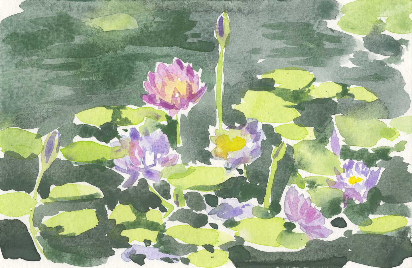 Water Lilies Study
